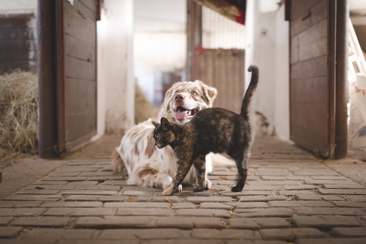 Pet Shop